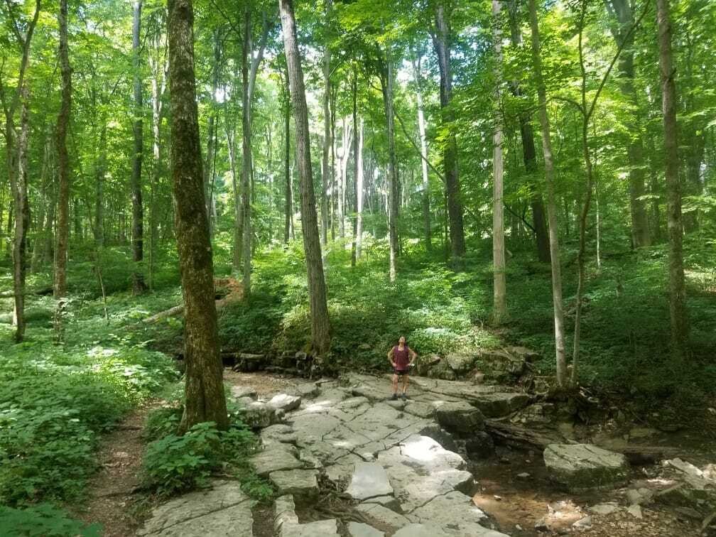Carlyforest